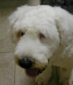 Daisy Tamerlano