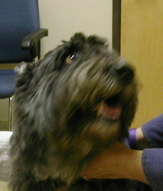 sophie-hogan